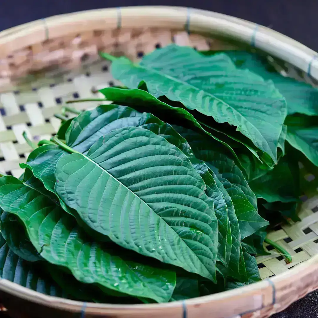 Kratom 7-OH Leaves 7-Hydroxymitragynine Kratom Leaf