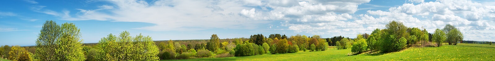 Green meadow with grass and trees