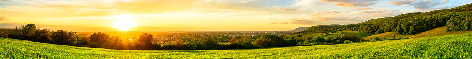 Green meadow with grass and trees at sunset to demonstrate the easy and comfortable way to detox: The Coleman Method