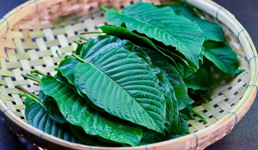 7-Hydroxymitragynine Withdrawals – Outpatient Kratom Detox