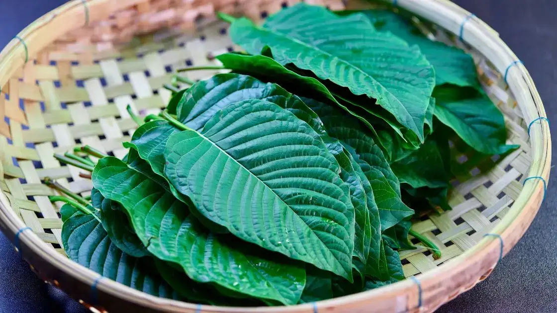 7-Hydroxymitragynine Withdrawals – Outpatient Kratom Detox