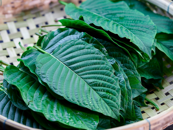 7-Hydroxymitragynine Withdrawals – Outpatient Kratom Detox